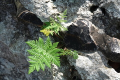 Cheilanthes leucopoda