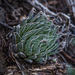 Lace Aloe - Photo (c) Brendan Cole, some rights reserved (CC BY-NC-ND), uploaded by Brendan Cole