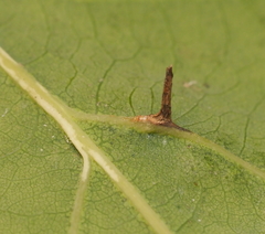 Andricus chinquapin