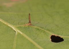 Andricus chinquapin