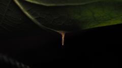 Andricus chinquapin