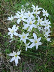Ornithogalum umbellatum