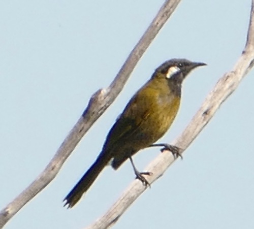 White-eared Honeyeater