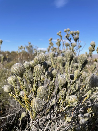 Phylica barbata (Phylica barbata)