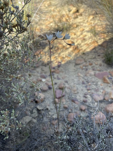 Geissorhiza scillaris