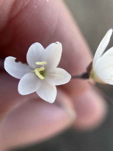 Geissorhiza scillaris