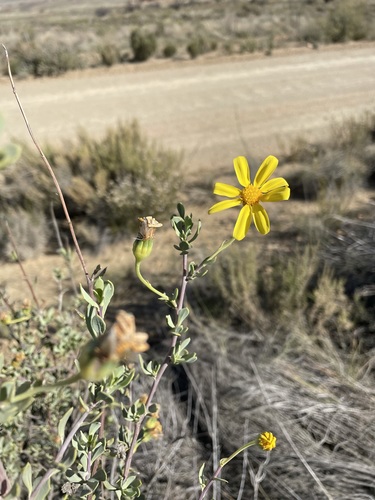 Image of Bushy Babooncabbage by (c) Matt Berger, some rights reserved (CC BY)