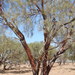Acacia cyperophylla - Photo (c) Pam Day,  זכויות יוצרים חלקיות (CC BY-NC), הועלה על ידי Pam Day