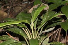 Cordyline petiolaris
