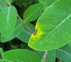 Puccinia smilacis