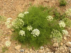 Laserpitium gallicum