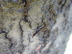 Stypocladius appendiculatus