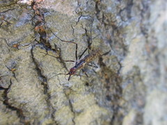 Stypocladius appendiculatus