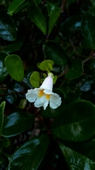 Colea