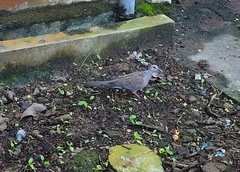 Streptopelia chinensis