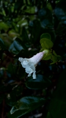 Colea