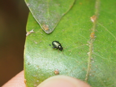 Aphthona