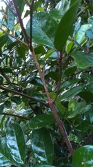 Colea