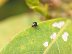 Aphthona