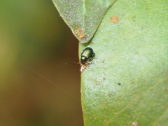 Aphthona