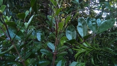Colea