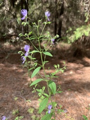 Trichostema dichotomum image