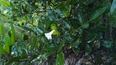 Colea