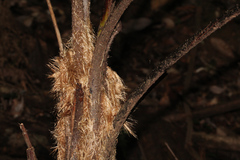 Alsophila leichhardtiana