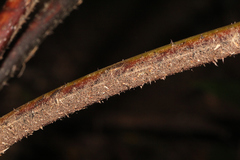 Alsophila leichhardtiana
