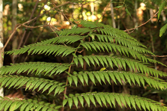 Alsophila leichhardtiana