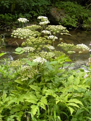 Peucedanum ostruthium