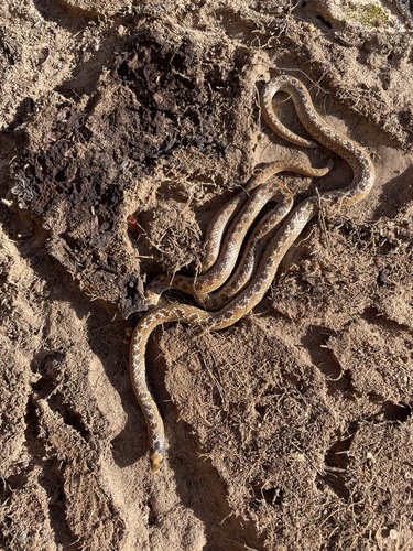 Southern Shovel-snout, Prosymna sundevalli