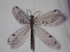 Dendroleon speciosus