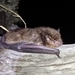Argentine Brown Bat - Photo (c) Pablo G. Fernández, some rights reserved (CC BY), uploaded by Pablo G. Fernández