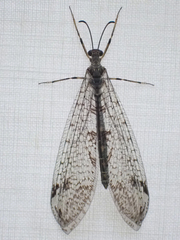 Dendroleon speciosus