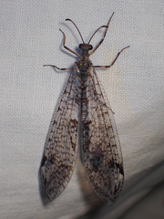 Dendroleon speciosus