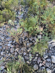 Indigofera sphaerocarpa