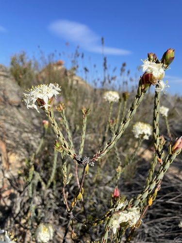Image of Lachnaea filamentosa by (c) Matt Berger, some rights reserved (CC BY)