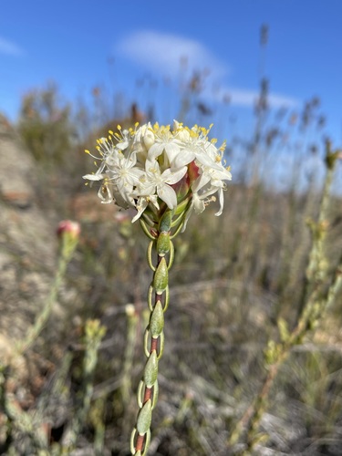 Image of Lachnaea filamentosa by (c) Matt Berger, some rights reserved (CC BY)