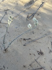 Dischisma tomentosum