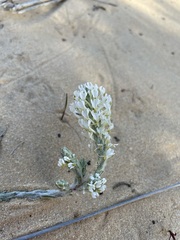 Dischisma tomentosum