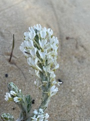 Dischisma tomentosum