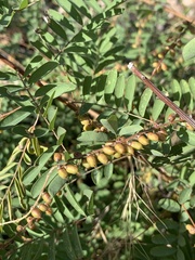 Indigofera sphaerocarpa