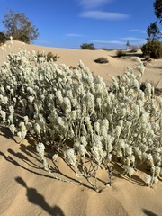 Dischisma tomentosum