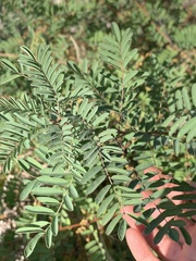 Indigofera sphaerocarpa