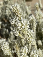 Dischisma tomentosum