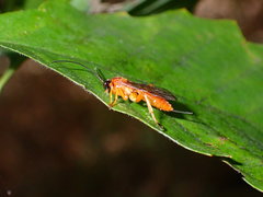 Theronia