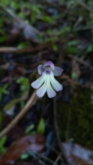 Cynorkis fastigiata