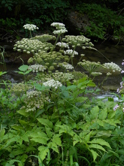 Peucedanum ostruthium