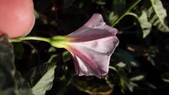 Convolvulus arvensis
